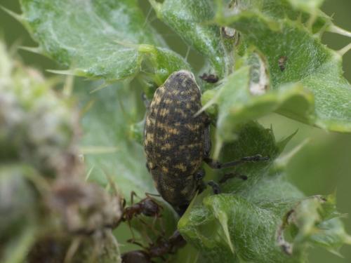 Réf. 284 957 : Larinus sp.